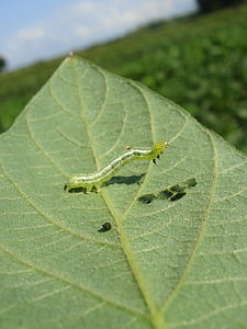 larva, worm, soy, nature, foreground, insects in plant, leaf