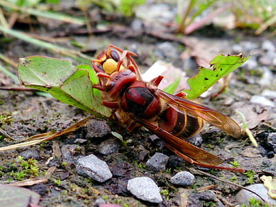 hornet, stone, plant, insect, nature, animal, close-up