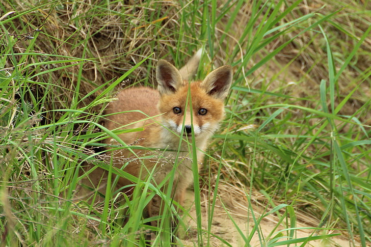 jeune renard, Fuchsbau, jouer, chiot, chiot Fox, animal, renard