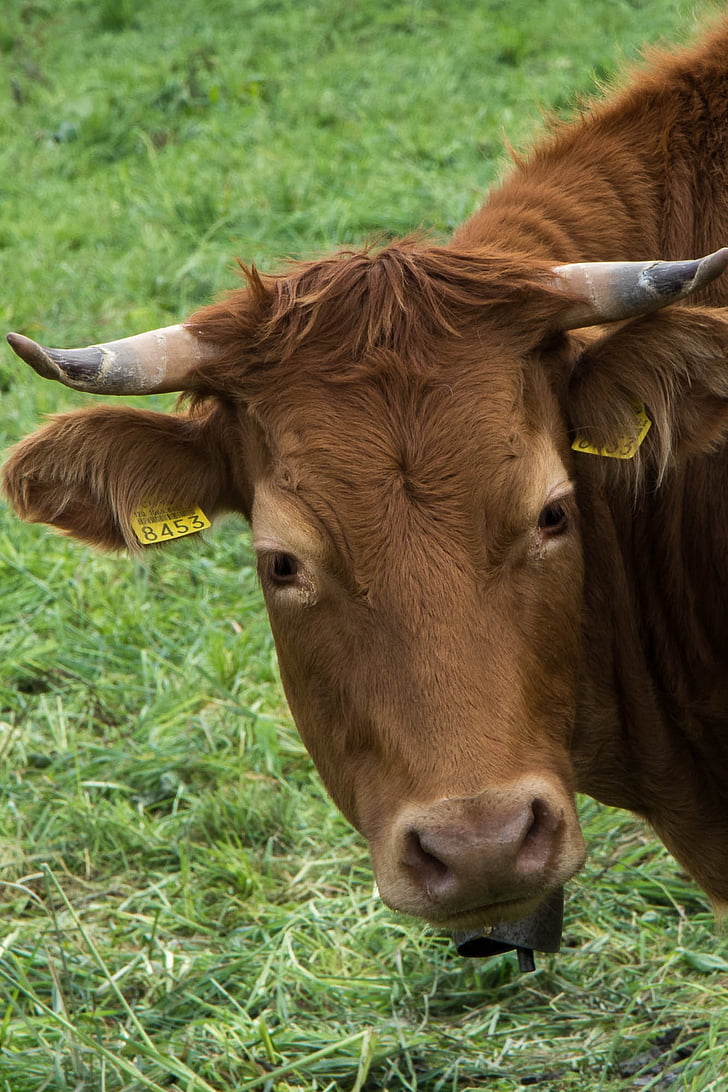 cow, animals, cattle, farm animals, horns, ruminant, pasture