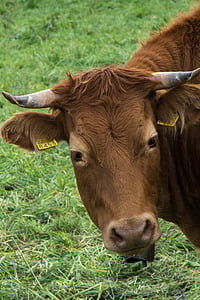 vaca, animals, bestiar, animals de granja, banyes, Remugant, les pastures