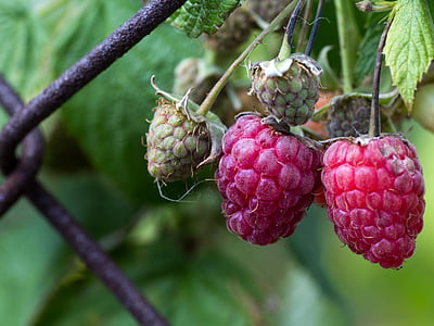 raspberries, berries, fruits, fruit, red, food, freshness