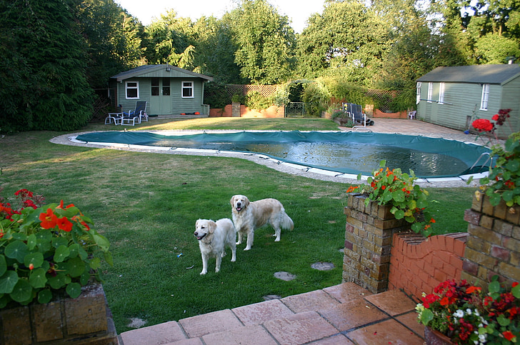 piscina, perro perdiguero de oro, perro