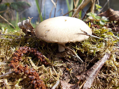 mushroom, nature, of course, mushrooms, environment, white, trees