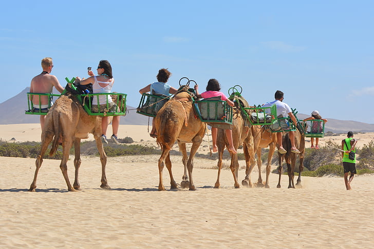 camels, animals, camel safari, people, camel ride, excursion, travel