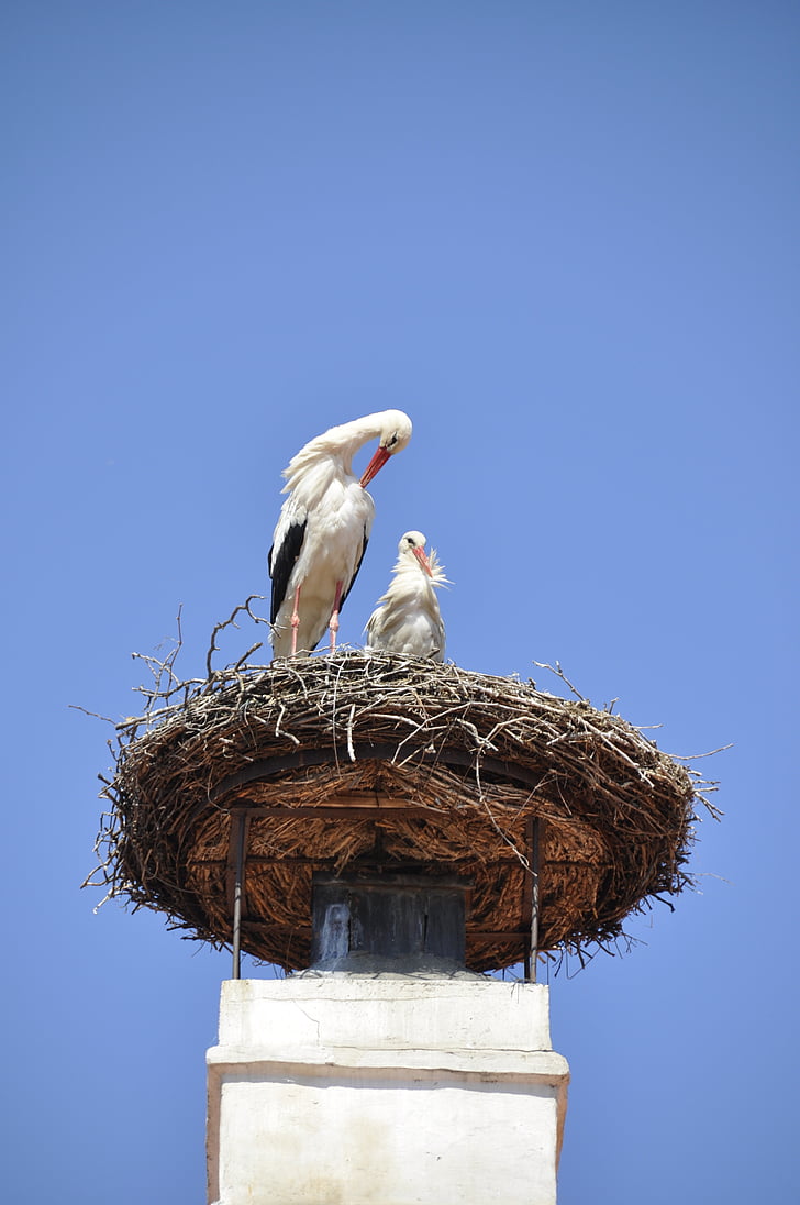 stork, nest, storchennest, fireplace, animals, bird, animal Nest