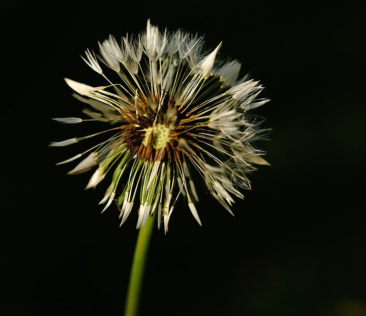 dandelion, faded, seeds, boll, macro, nature, tenderness