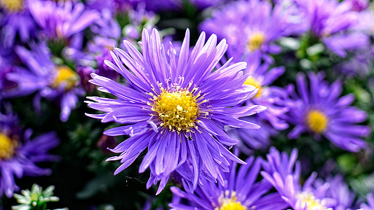 herbstastern, 紫菀, 紫苑, 复合材料, 花, 秋天, 开花