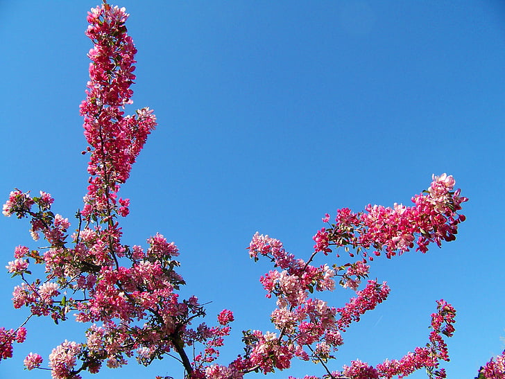 blossoms, spring, flowers, blue, sky, floral, bloom