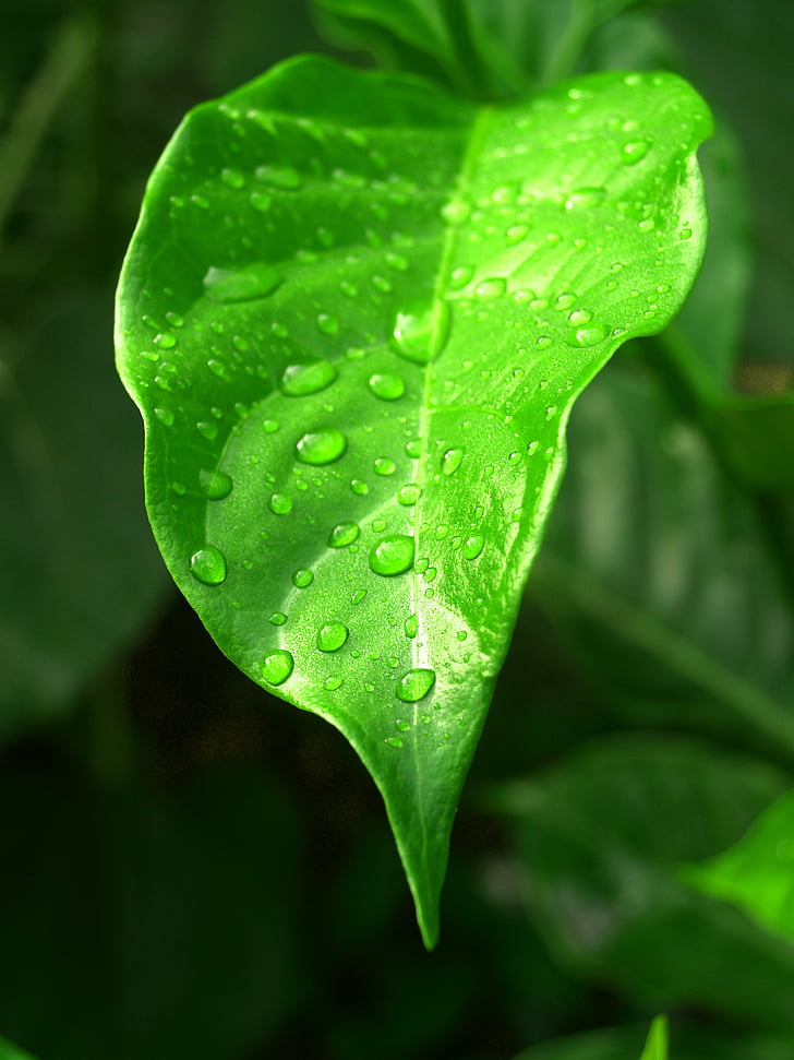 ūdens, pilieni, Leaf, zāle, zaļa, rasas, lietus