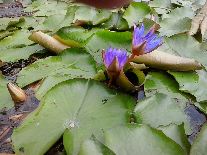 lily, purple, green, plant, flower, green leaf, summer