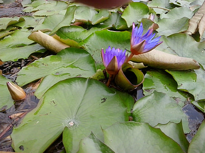 Lily, ungu, hijau, tanaman, bunga, daun hijau, musim panas