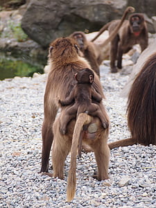 jardim zoológico, Zurique, animal, dschelada, jovem, macaco, mãe