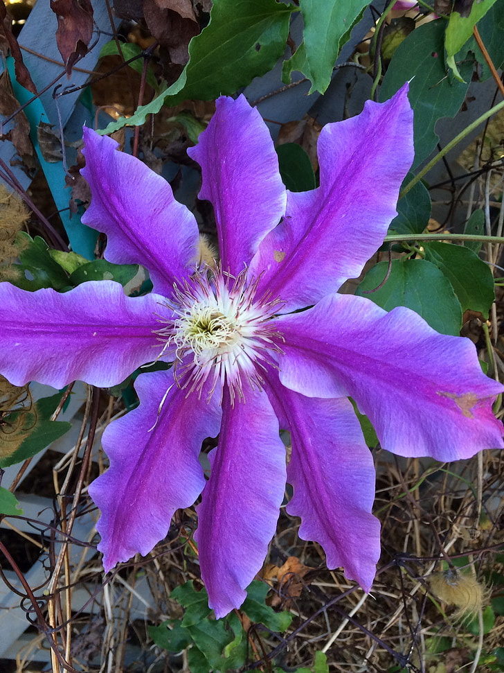 Clematis, violetti kukka, kukkiva köynnös