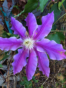 Clematis, fialový kvet, kvitnutia vinič