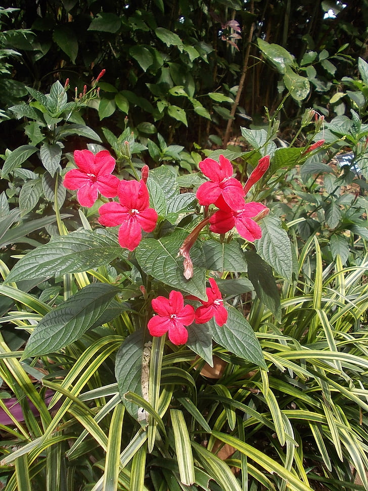 Sri, Lanka, Sri lanka, Peradeniya, jardin, fleurs
