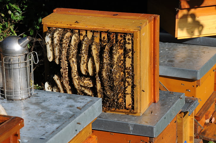 honeycomb, illegal building, honey, beekeeper, bee booty, honey bees, food