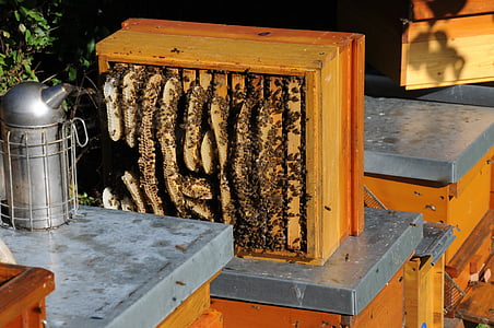 Nido de abeja, edificio ilegal, miel, apicultor, booty de la abeja, miel de abejas, alimentos