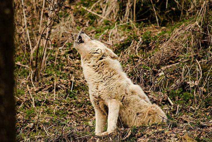 sói, sói trắng, lông trắng, sở thú, Tiergarten, động vật ăn thịt, Howl
