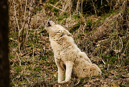 wolf, white wolf, white fur, zoo, tiergarten, predator, howl