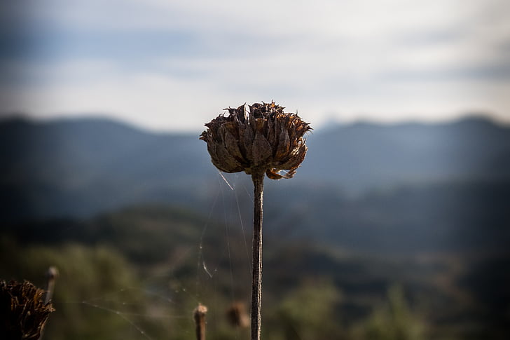 dried, flower, shallow, focus, photo, dry, plant