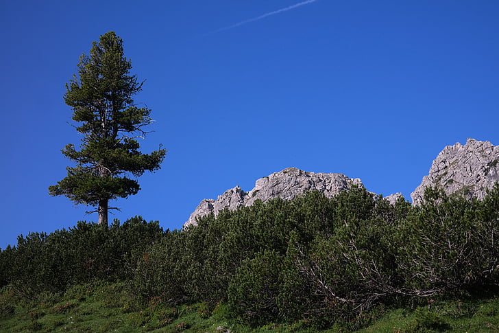 pine, conifer, tree, mountain, allgäu, mountain tree, mountain green