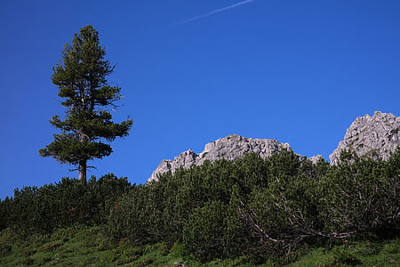 Pinheiro, conífera, árvore, montanha, Allgäu, árvore da montanha, montanha verde