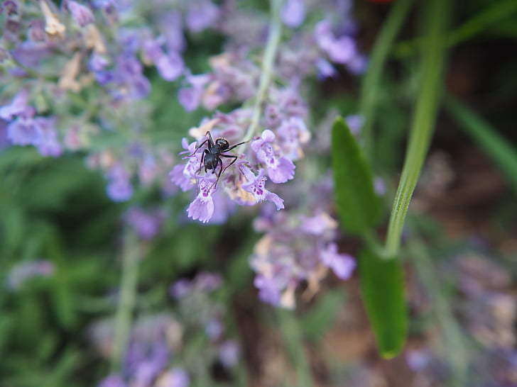 flower, ant, summer, nature, garden, insect, purple