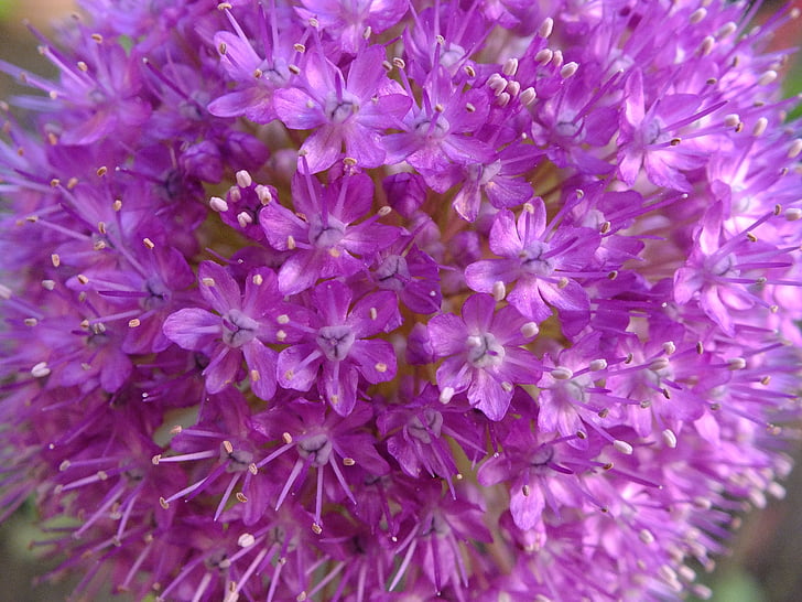 gömbvirág, flor pequeña, púrpura, flor, naturaleza, planta, color rosa