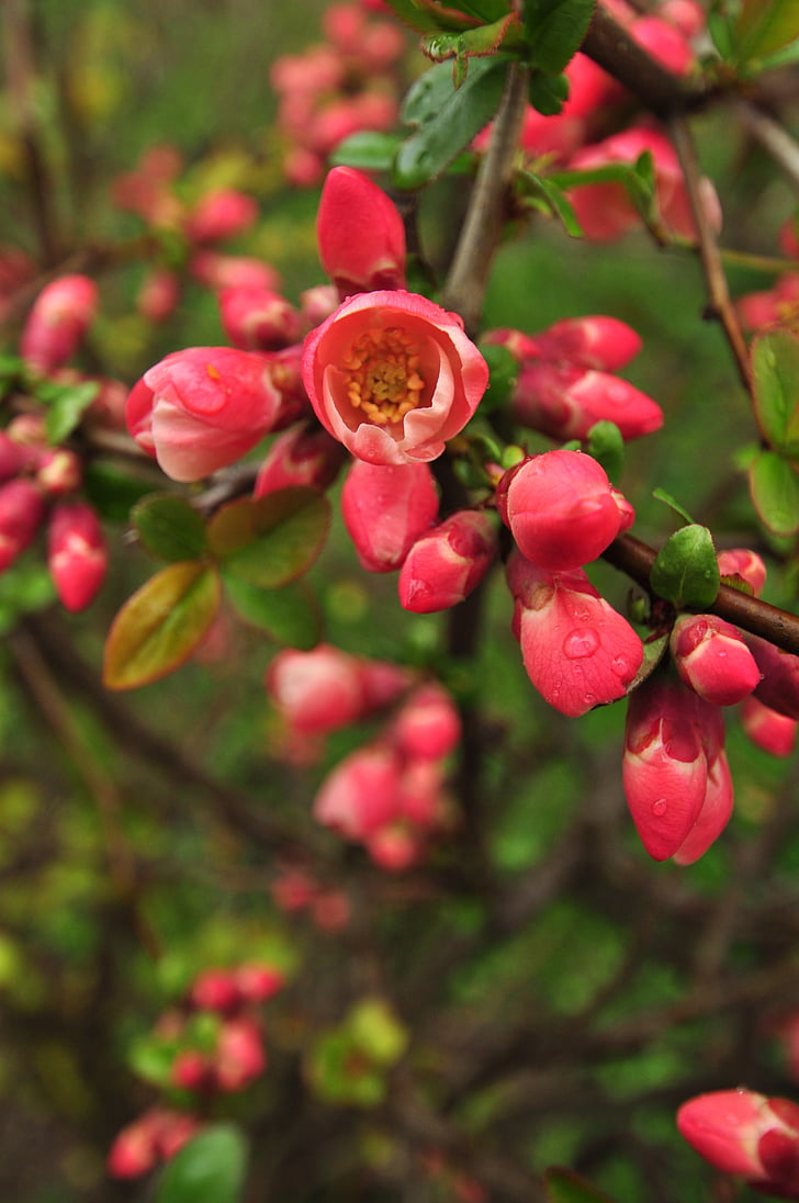 Hoa, màu hồng, mùa xuân, Frisch, Bud, đóng, thực vật