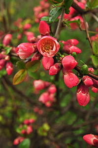 kukat, vaaleanpunainen, kevään, Frisch, Bud, Sulje, kasvi