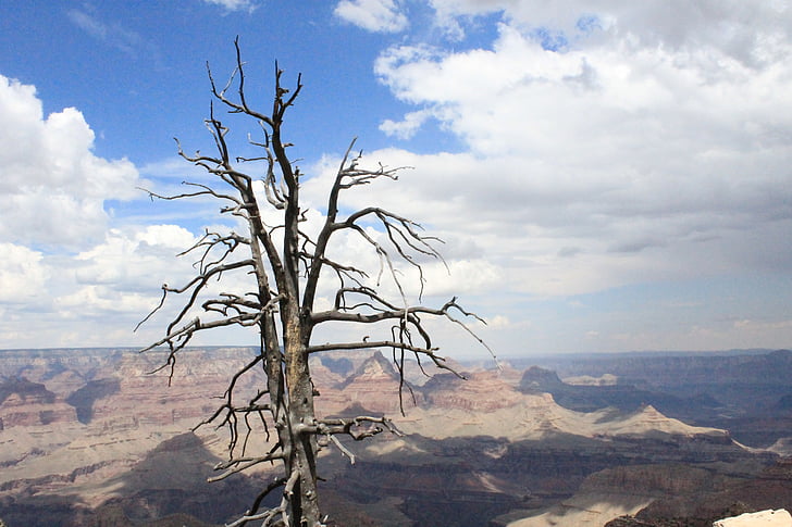 albero, morte, Colorado, contrasto