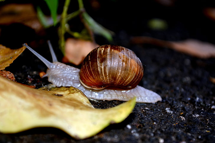 snail, shell, my saturday, leaf