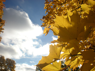 daun musim gugur, pohon, awan, surya, musim gugur