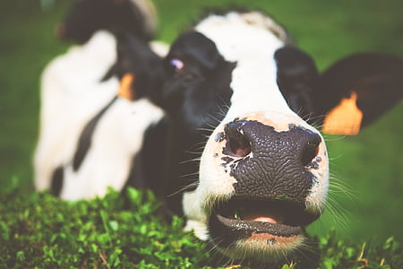 mejeriprodukter, Cow, djur, mjölk, grön, gräs, tama djur