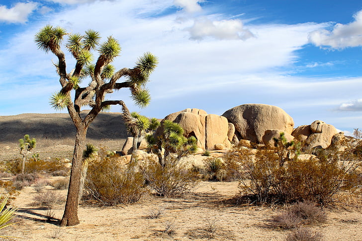 postre, azul, cielo, paisaje, naturaleza, Parque Nacional Joshua tree, desierto de Mojave