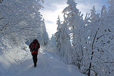 mùa đông, tuyết, đóng băng, cây, rừng, dãy núi, hiker