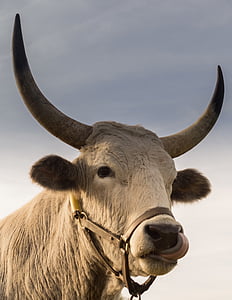 animal, bull, cow, cattle, horned, nature, mammal