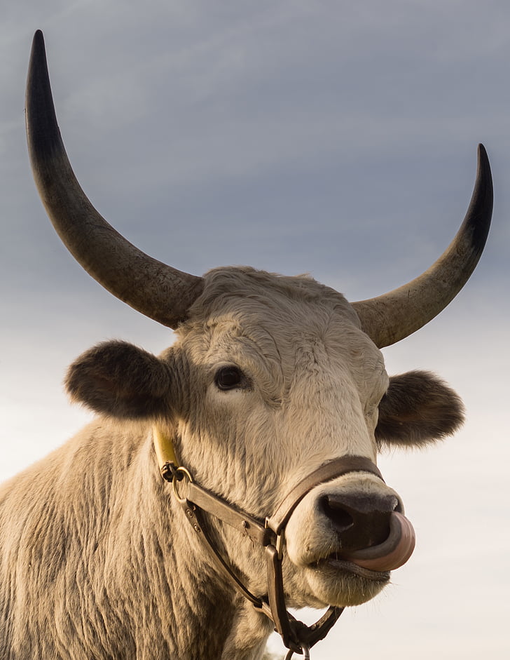 Luk, fotografering, hvid, kvæg, dagtimerne, Bull, Horn