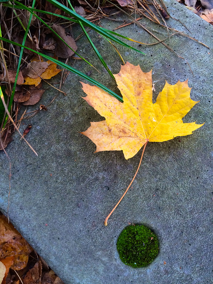 yellow, leaf, autumn, yellow leaves, nature, golden autumn