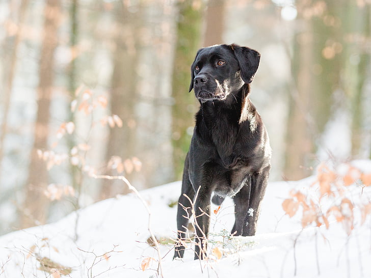 Labrador, natuur, gehoorzaamheid, huisdier fotografie, uit, bos, leuk