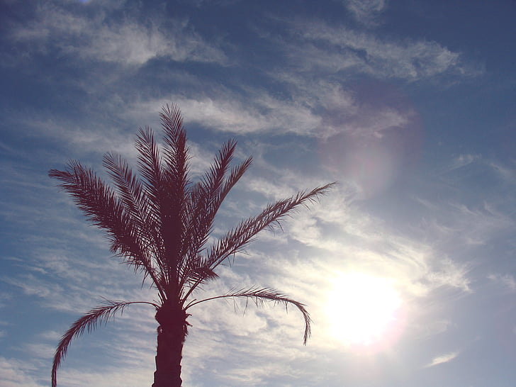 wolken, palmboom, hemel, zon, zonnige