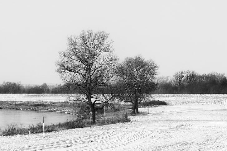 krajina, Zimní, stromy, černá a bílá, chlad, sníh, mráz