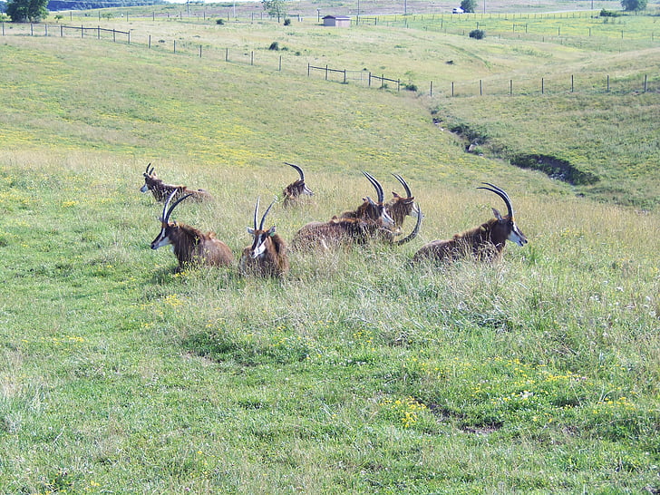 Antelope, Sabelantilope, de wildernis, gehoornde, dieren in het wild, Afrika, Afrikaanse