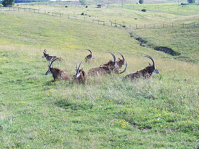 antilope, Sable antilopes, wilds, Horned, savvaļas dzīvnieki, Āfrika, Āfrikas