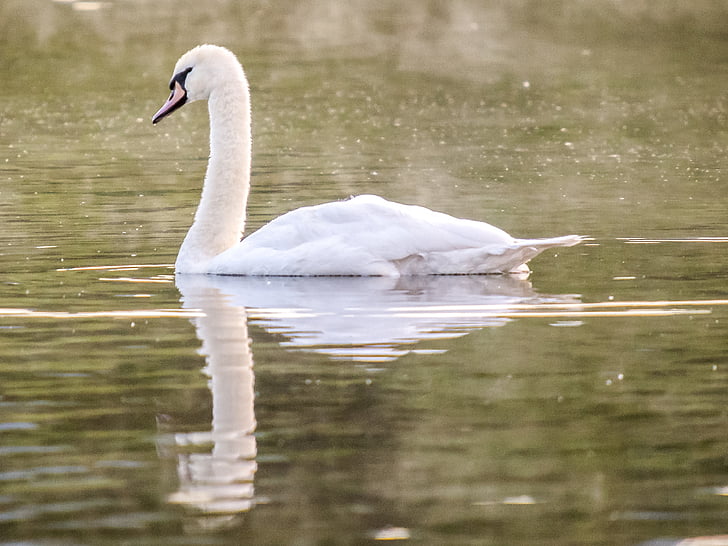 mute swan, swan, bird, water bird, nature, animal