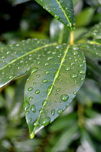 sheet, dew, drops, nature, green, plant, leaf