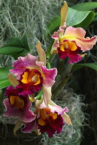orchids, flower, floral, blossom, plant, nature, botany