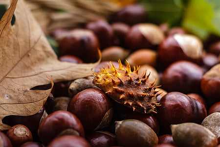 Каштан, Каштан, фрукты, Осень, Природа, блестящие, коричневый
