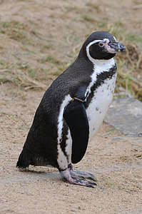 Pingüino de, animal, Parque zoológico, mundo animal